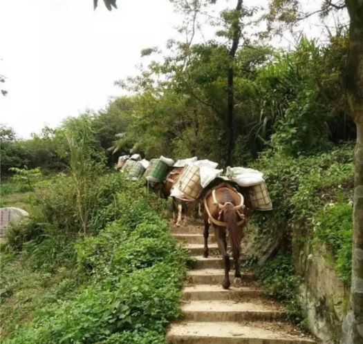 张家界山区马帮运输