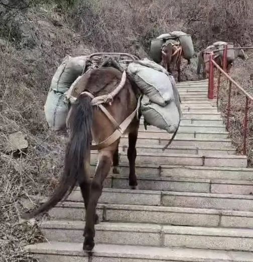 张家界骡马运输