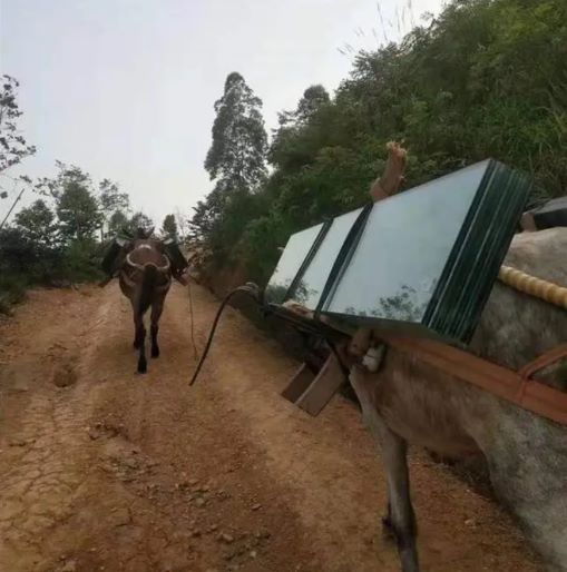 张家界骡子运输