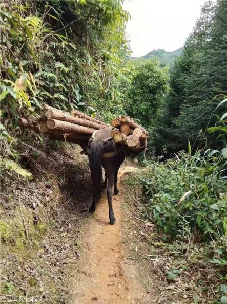 张家界骡子运输