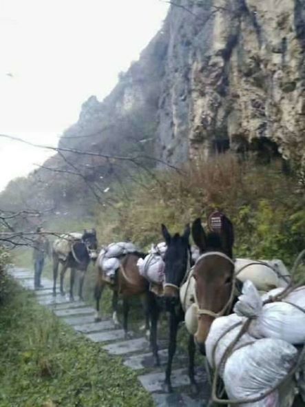 张家界骡子运输队